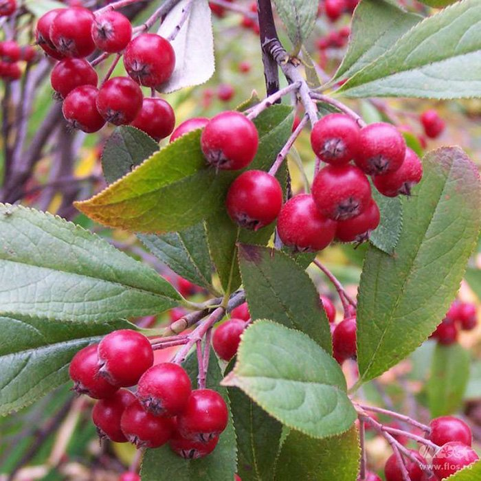 Превью изображения