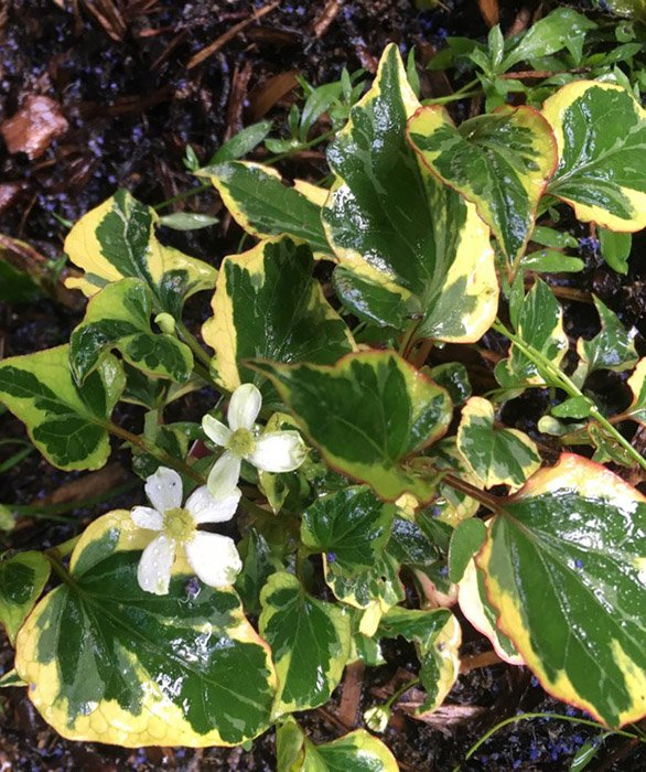 Превью изображения