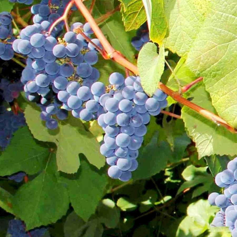 Превью изображения