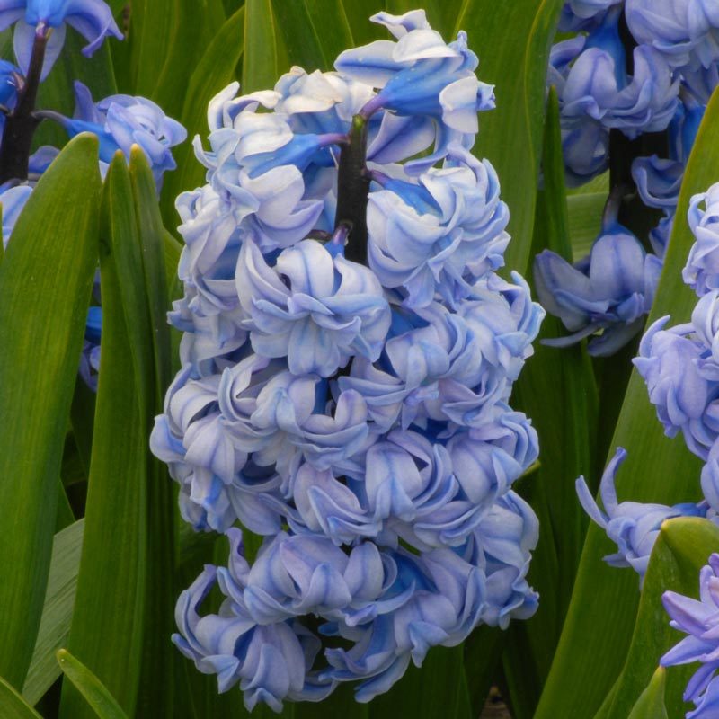 Превью изображения