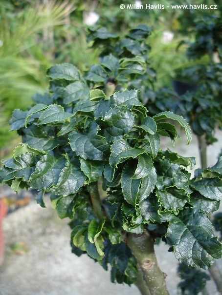 Превью изображения