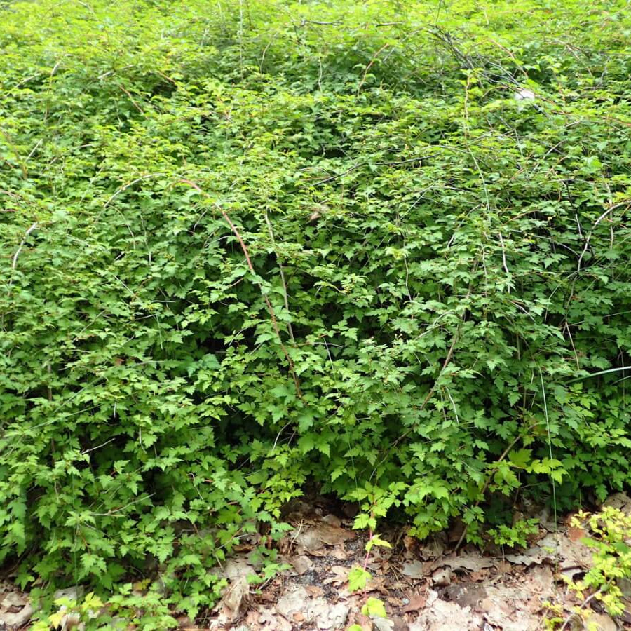 Превью изображения