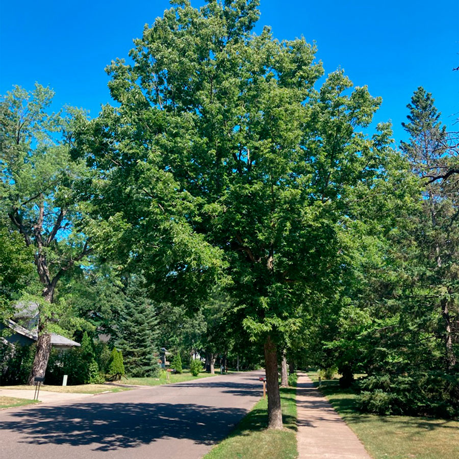 Превью изображения