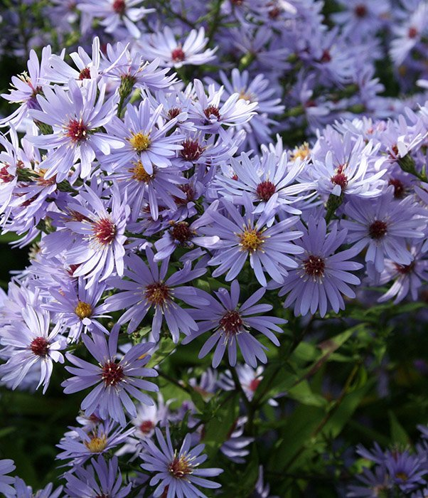 Превью изображения