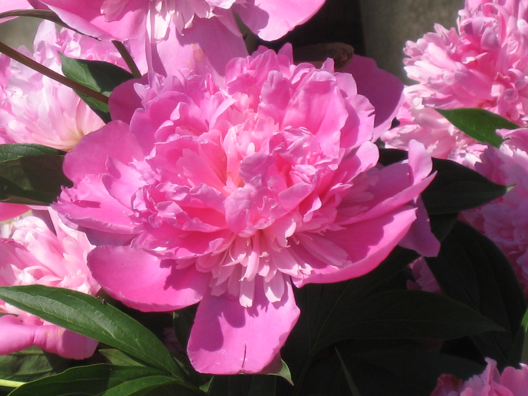 Превью изображения