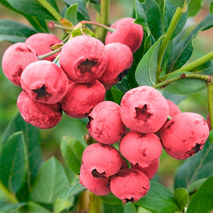 Превью изображения