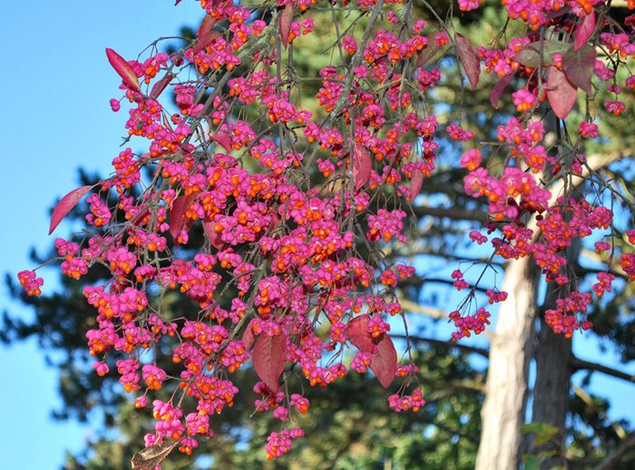 Превью изображения