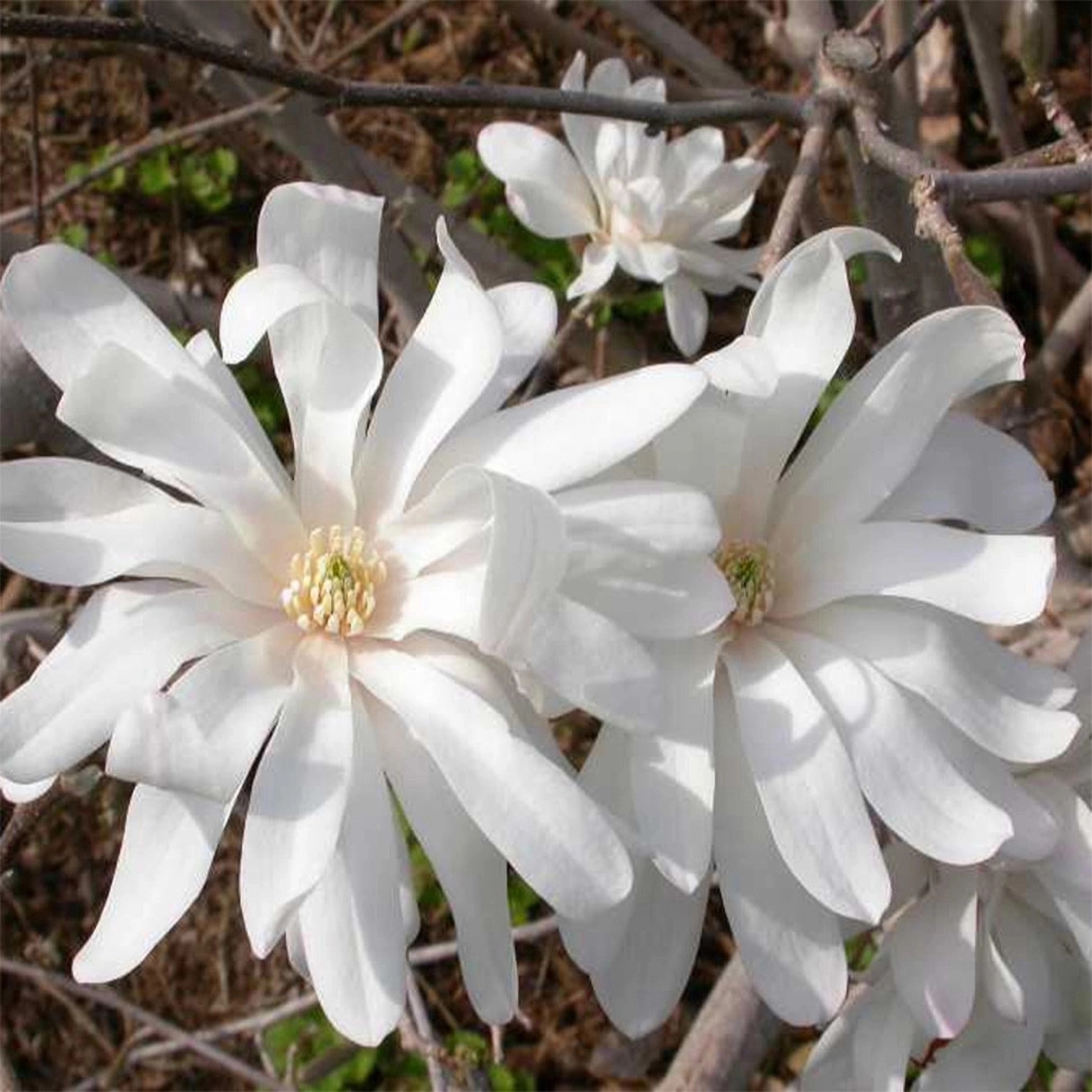 Превью изображения