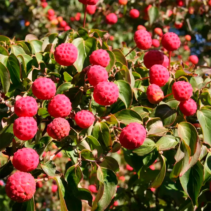 Превью изображения