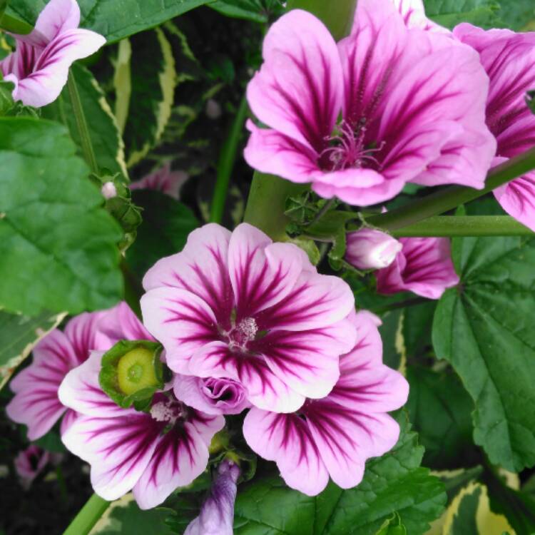 Превью изображения