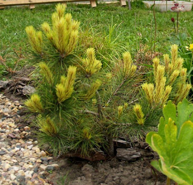 Превью изображения