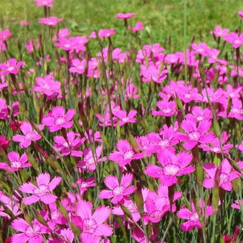 Превью изображения