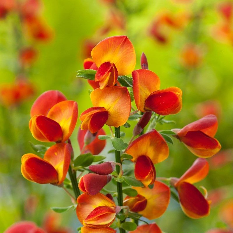 Превью изображения