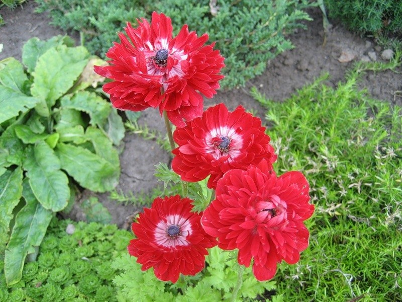 Превью изображения