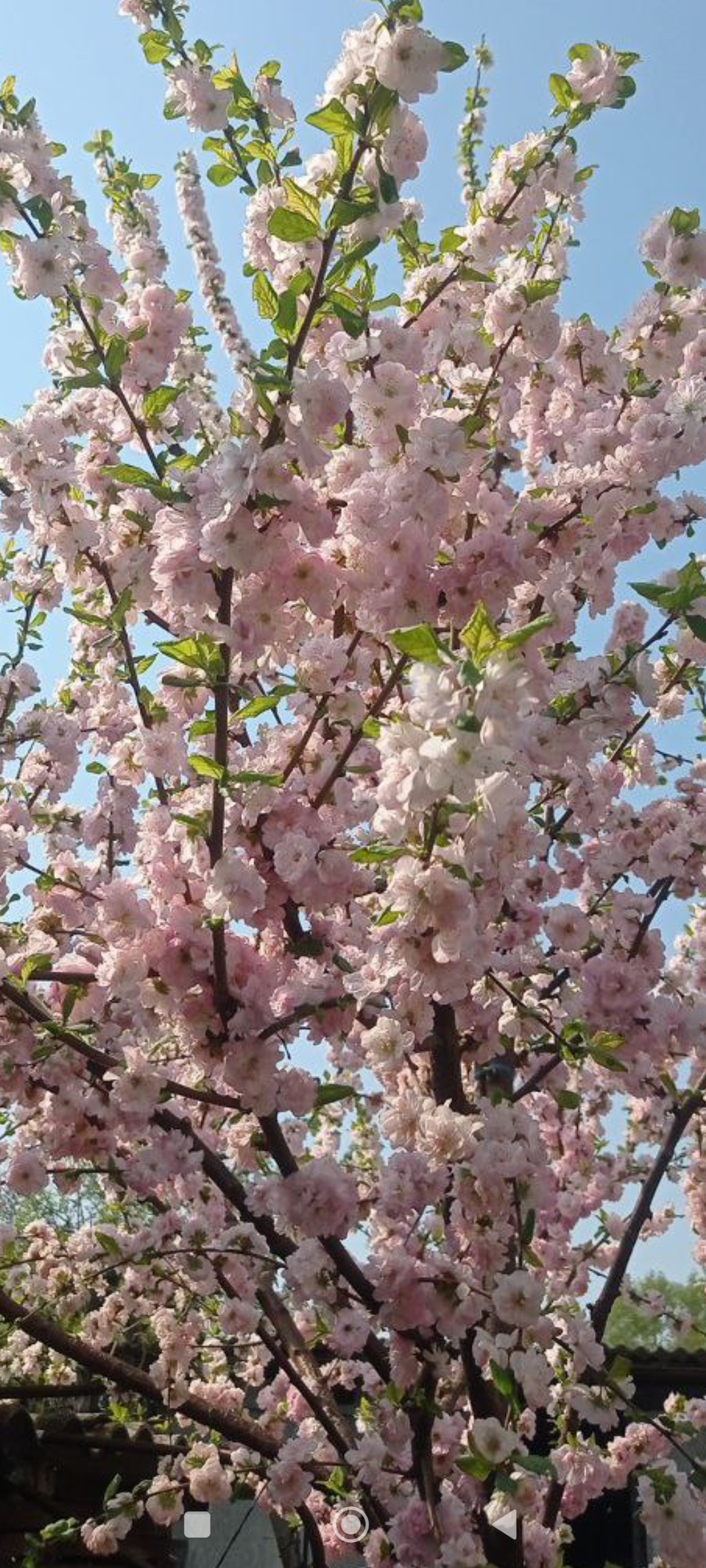 Превью изображения