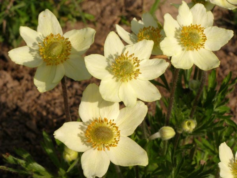 Превью изображения