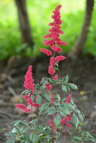 Превью изображения