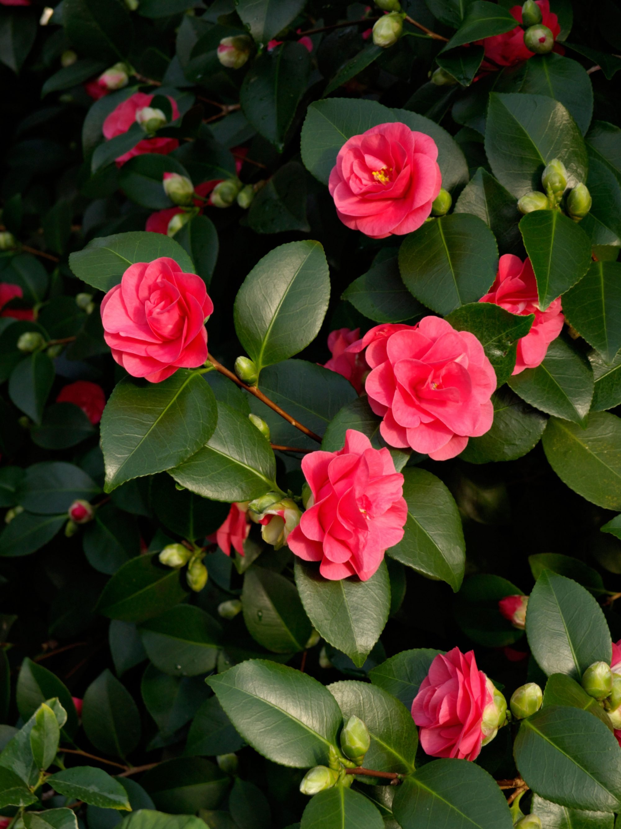 Превью изображения