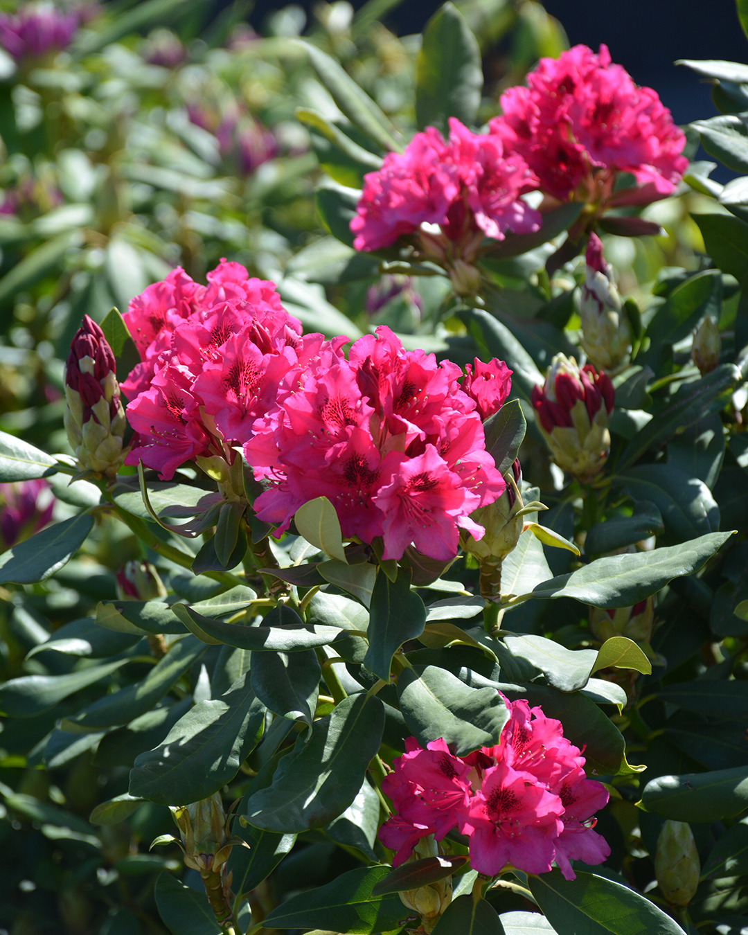 Превью изображения