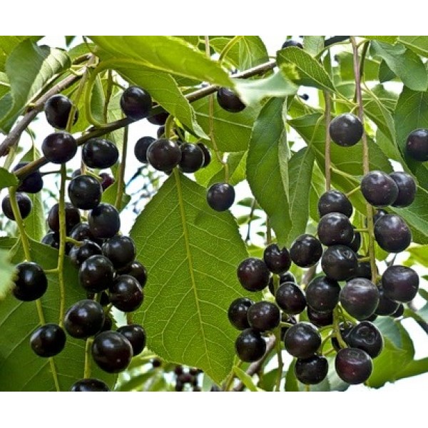 Превью изображения