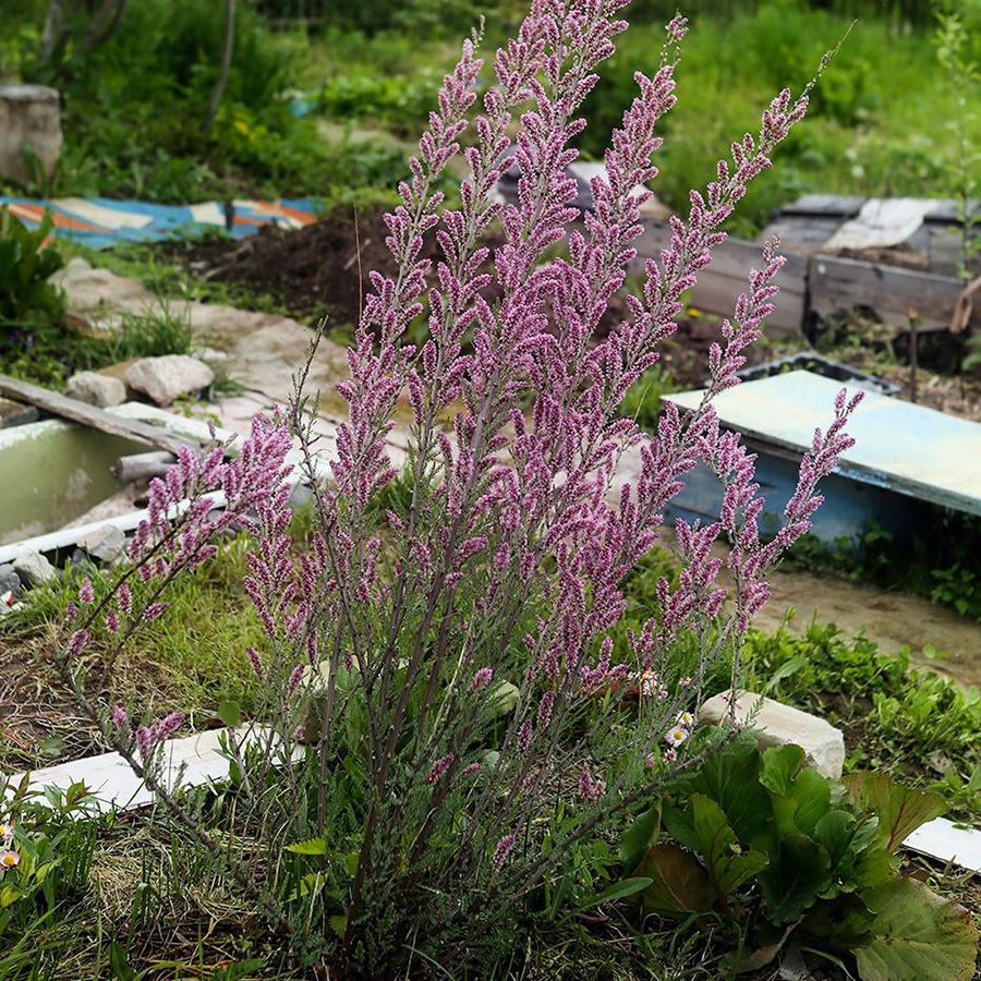 Превью изображения