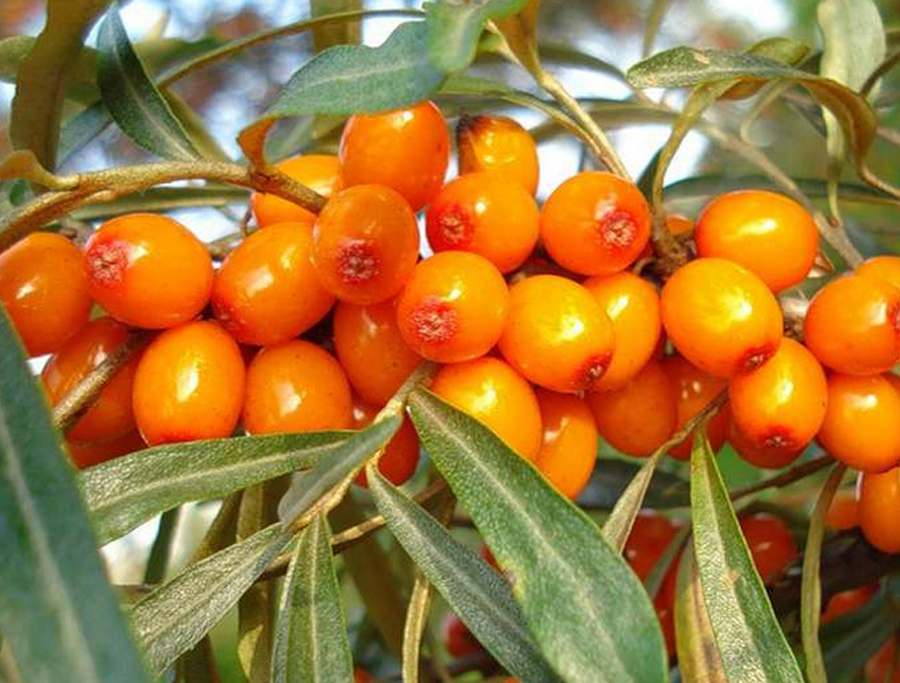 Превью изображения