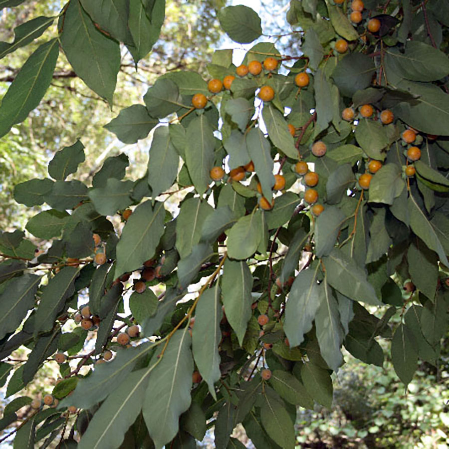 Превью изображения