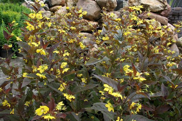 Превью изображения