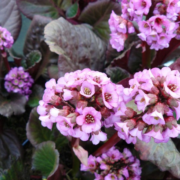 Превью изображения