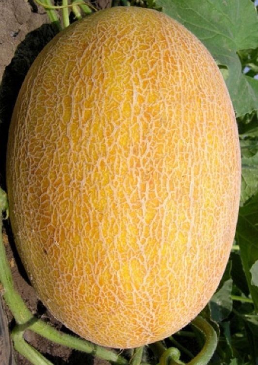 Превью изображения