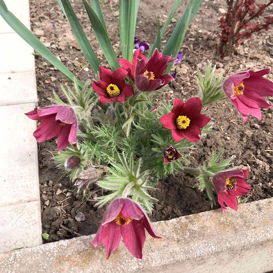 Превью изображения