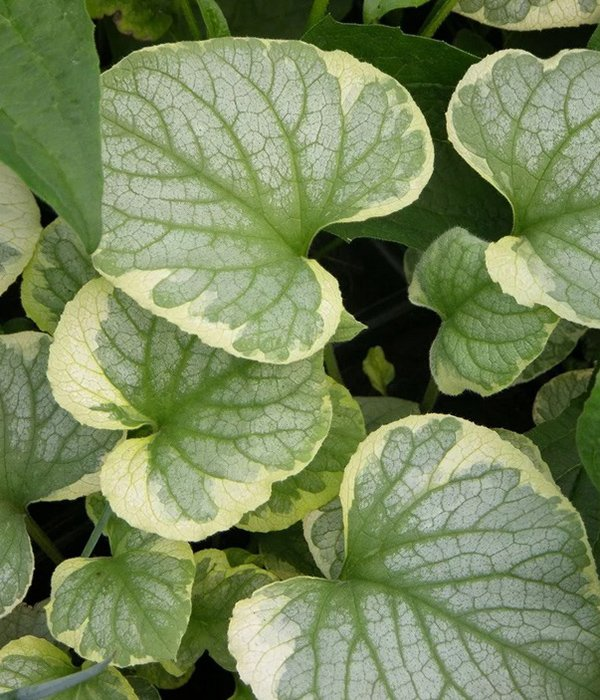 Превью изображения