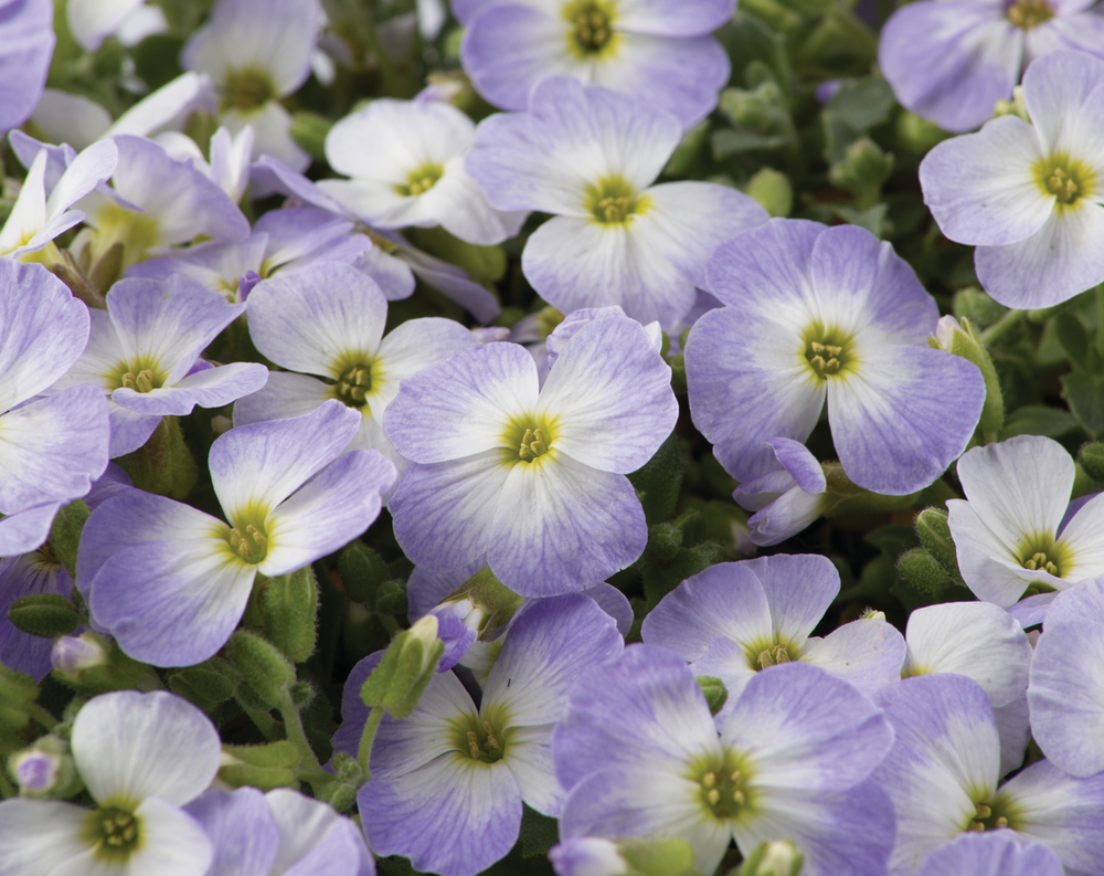 Превью изображения