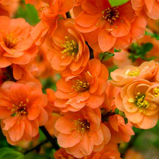 Превью изображения