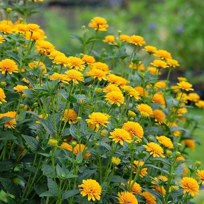 Превью изображения