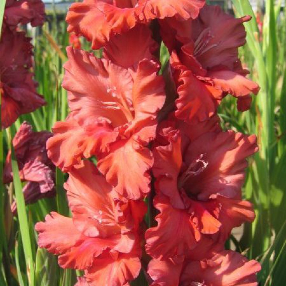 Превью изображения