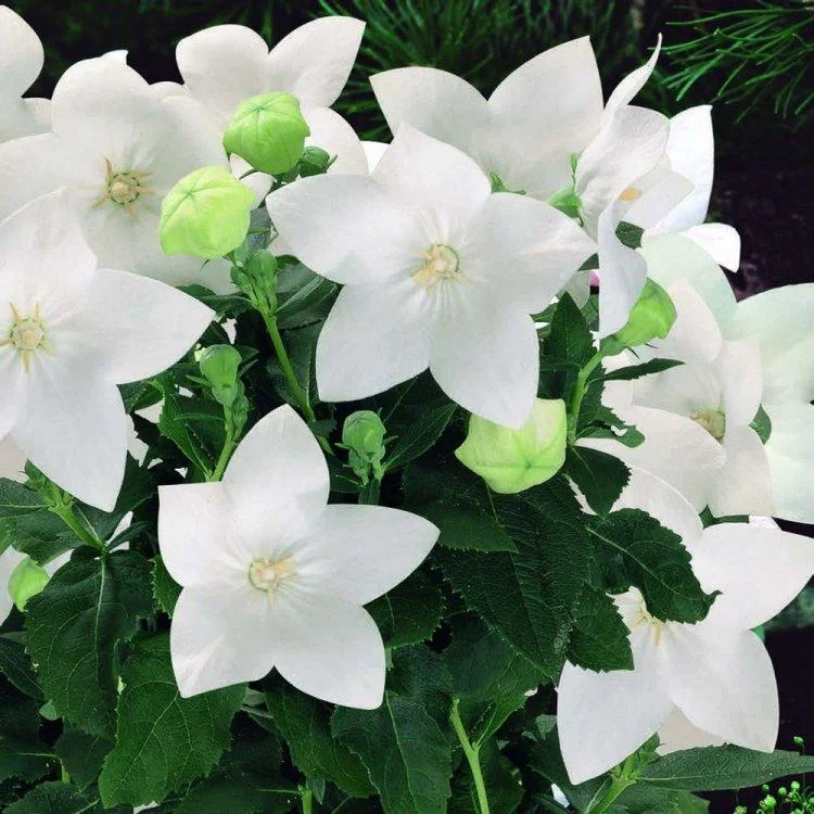 Превью изображения