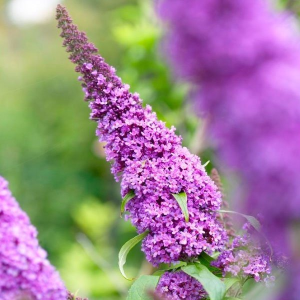 Превью изображения