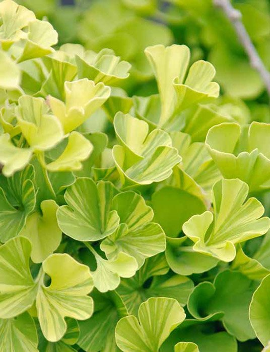 Превью изображения