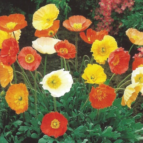 Превью изображения