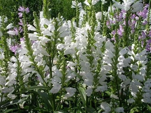 Превью изображения