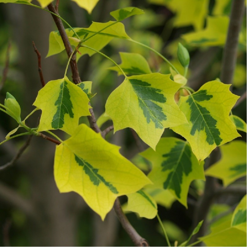 Превью изображения