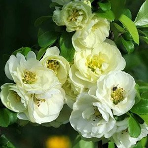 Превью изображения