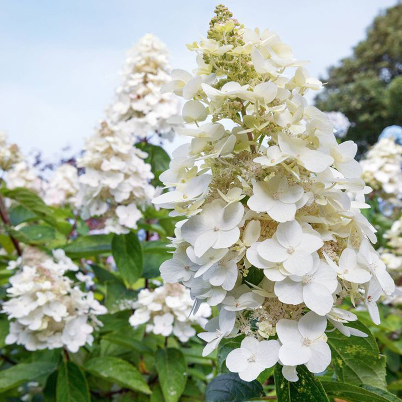 Превью изображения