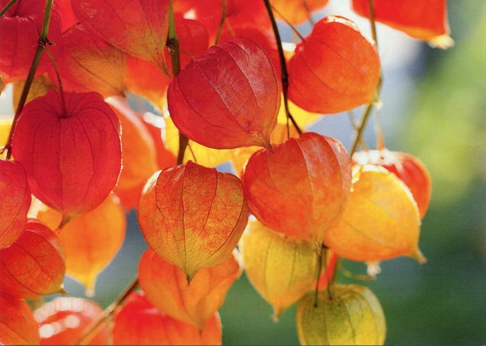 Превью изображения