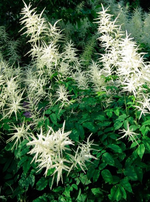 Превью изображения