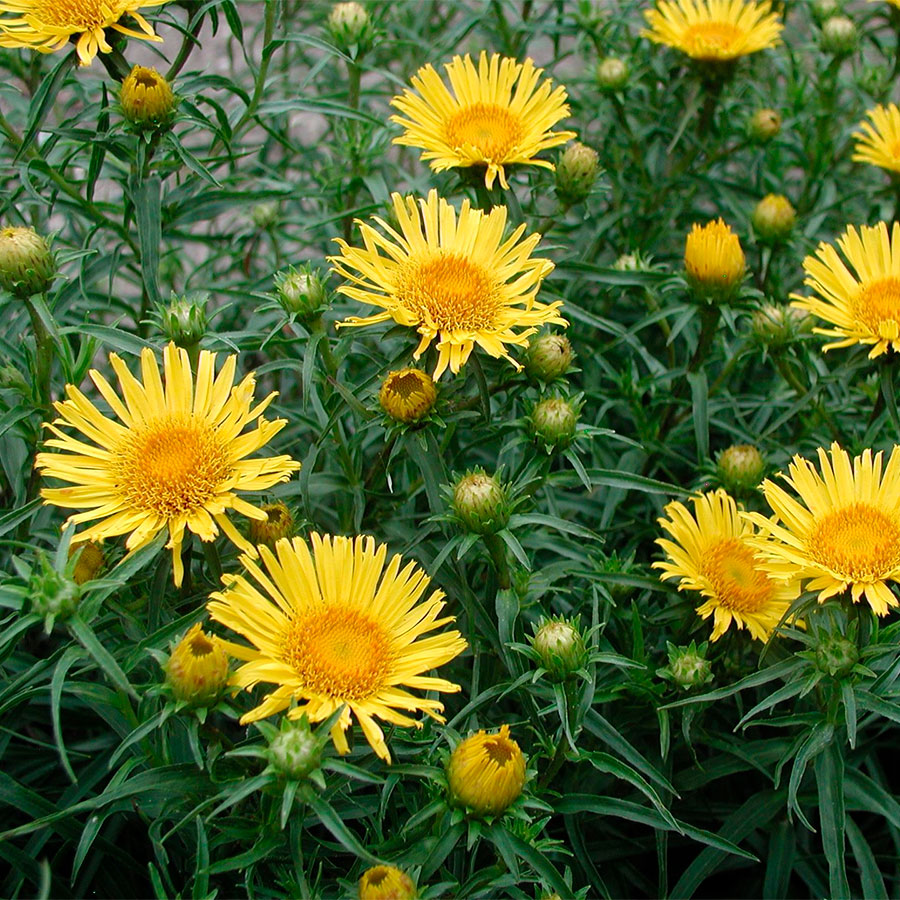 Превью изображения