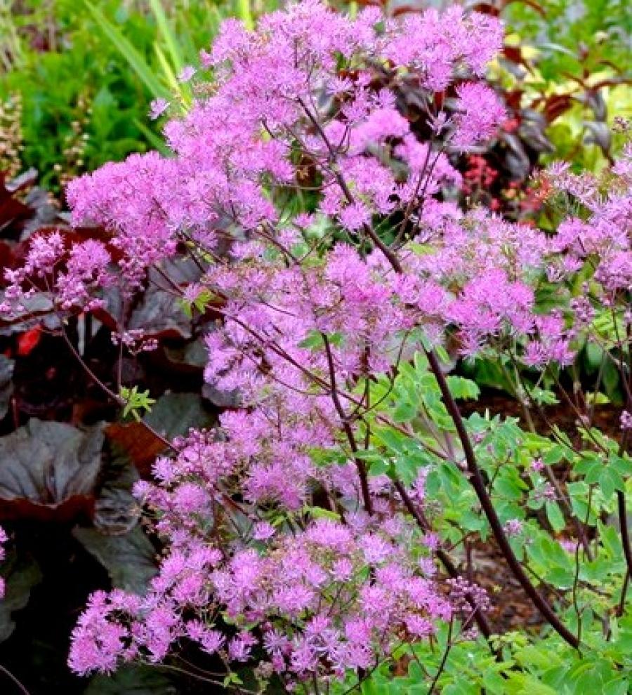 Превью изображения