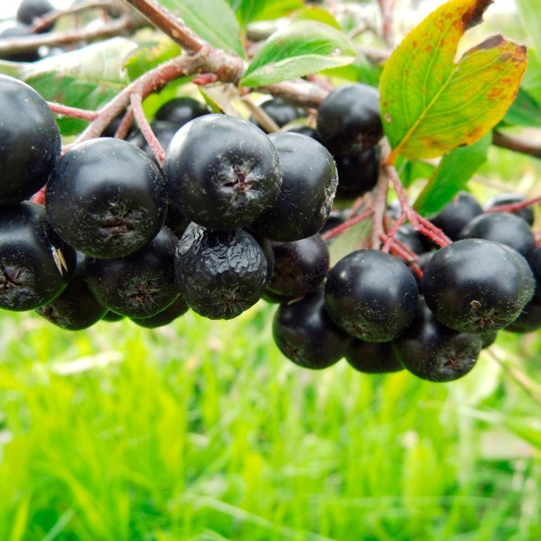 Превью изображения