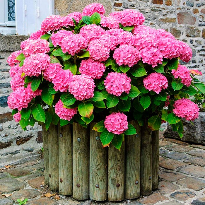 Превью изображения